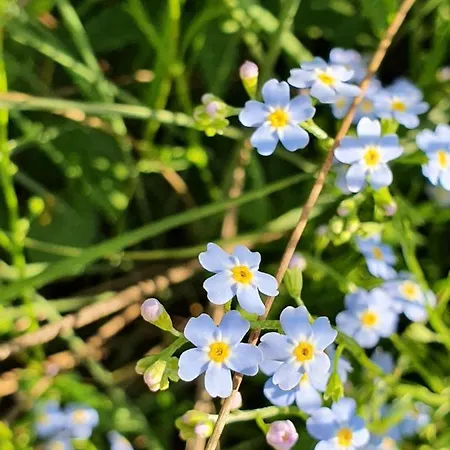 Novak نوفو ميستو